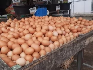 Distributor Telur Ayam Termurah